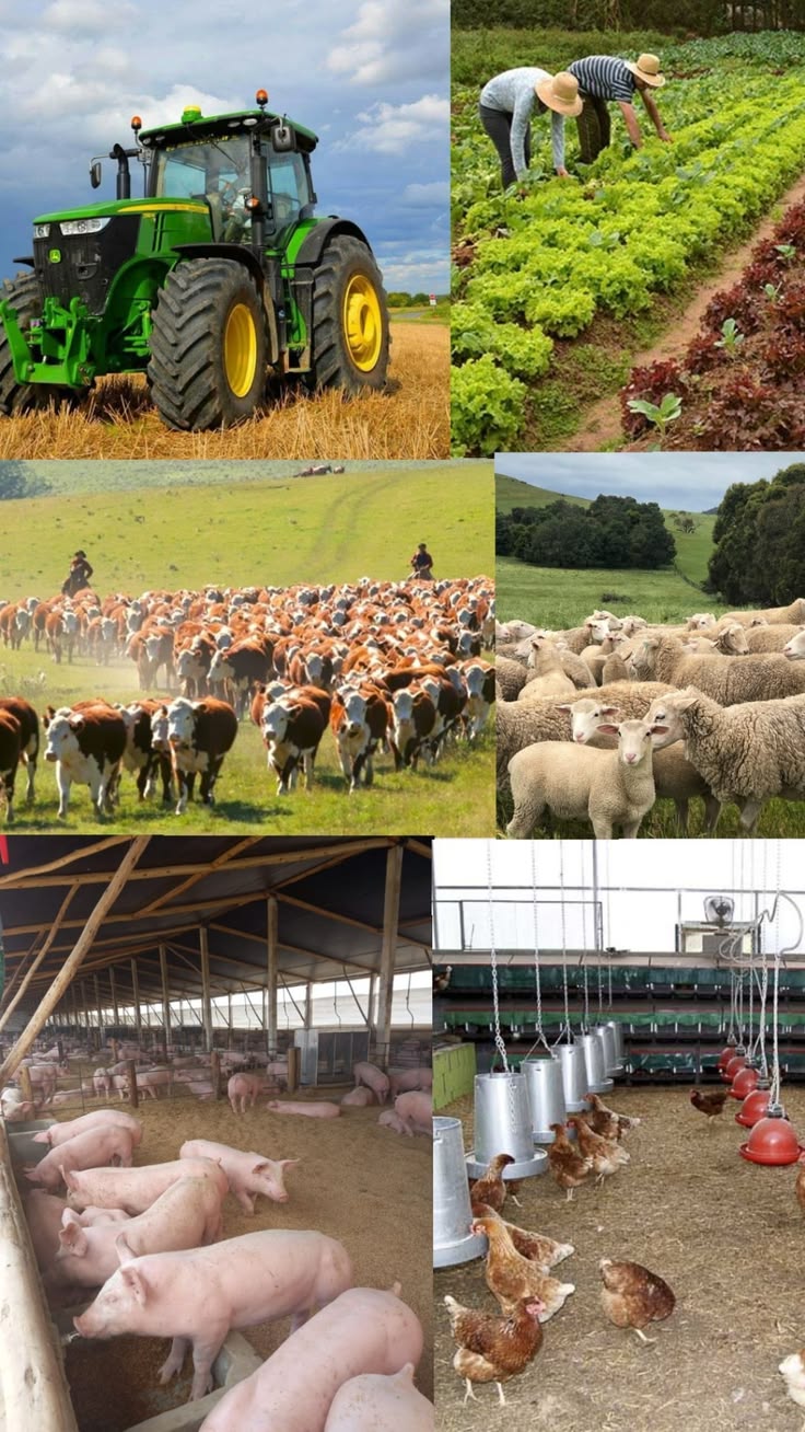 Agriculture and Livestock Production